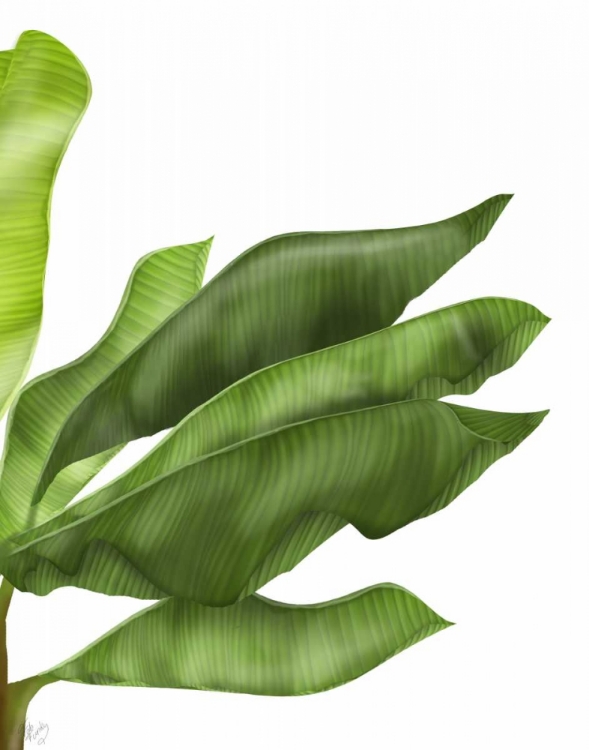 Picture of BANANA LEAVES 1, GREEN ON WHITE