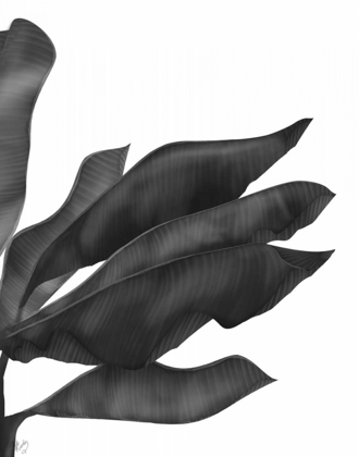 Picture of BANANA LEAVES 1, BLACK ON WHITE