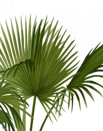 Picture of FAN PALM 1, GREEN ON WHITE