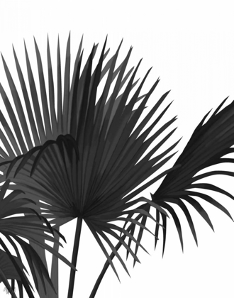 Picture of FAN PALM 1, BLACK ON WHITE