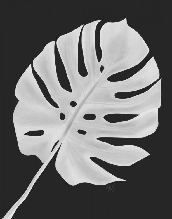 Picture of MONSTERA LEAF 1, WHITE ON BLACK