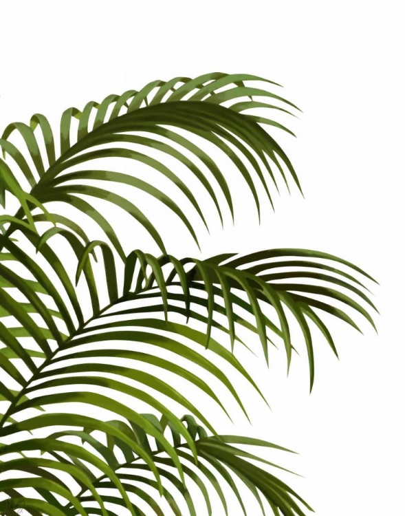 Picture of PALM LEAF 1, GREEN ON WHITE