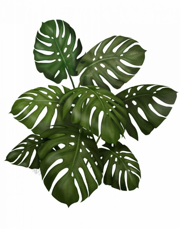 Picture of MONSTERA PLANT, GREEN ON WHITE