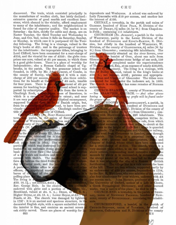 Picture of BOXER AND RED CARDINALS