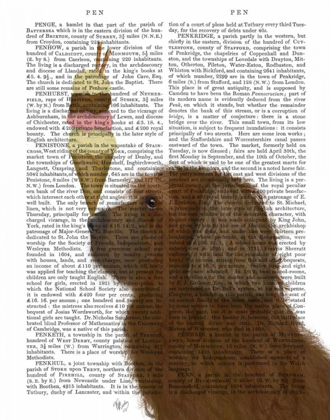 Picture of LABRADOODLE, BROWN, ICE CREAM