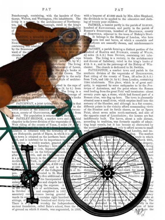 Picture of BASSET HOUND ON BICYCLE