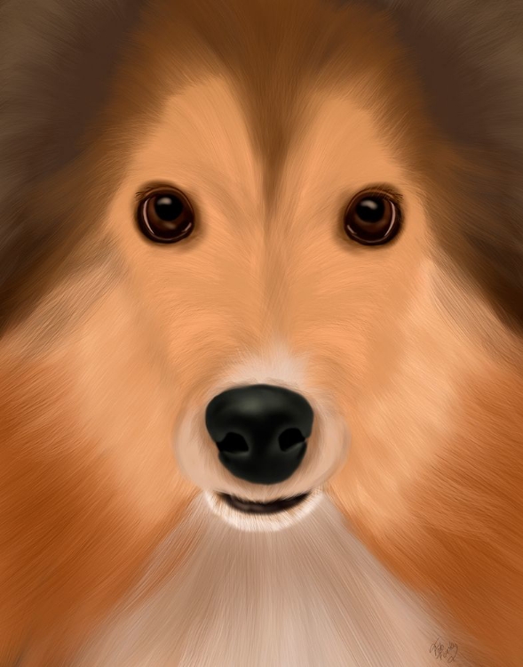 Picture of SHETLAND SHEEPDOG BIG DOG