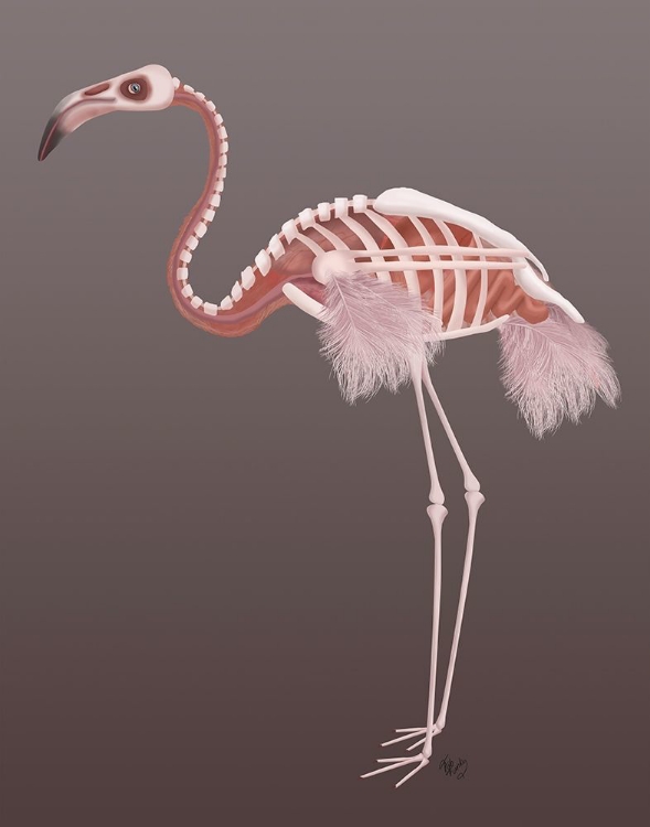 Picture of FLAMINGO SKELETON