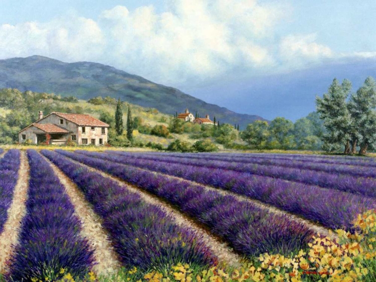 Picture of FIELDS OF LAVENDER