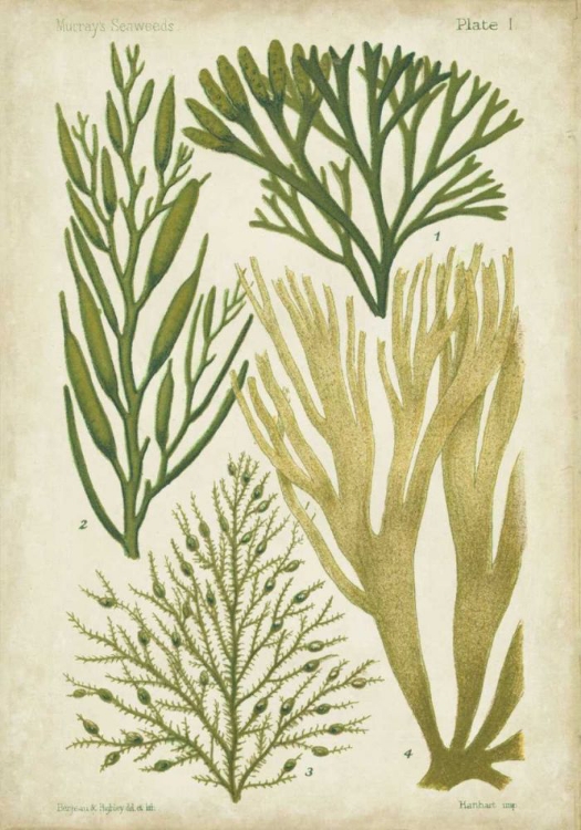 Picture of SEAWEED SPECIMEN IN GREEN III