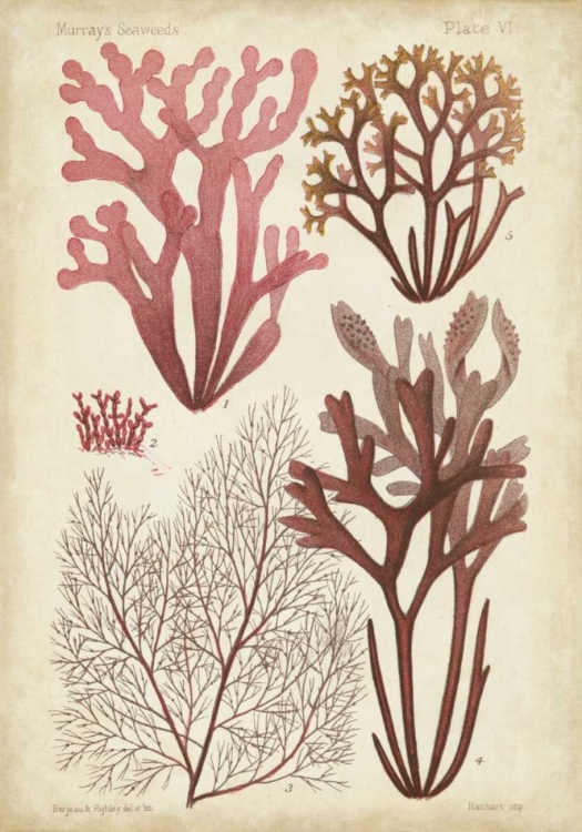 Picture of SEAWEED SPECIMEN IN CORAL II