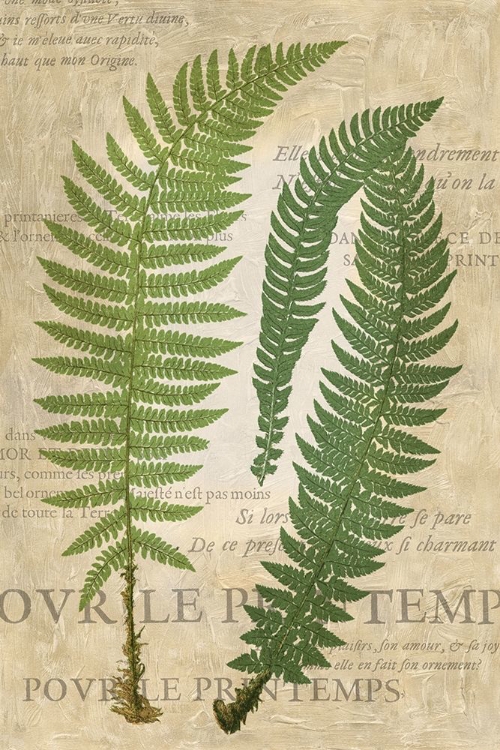 Picture of FERN FOLIO III