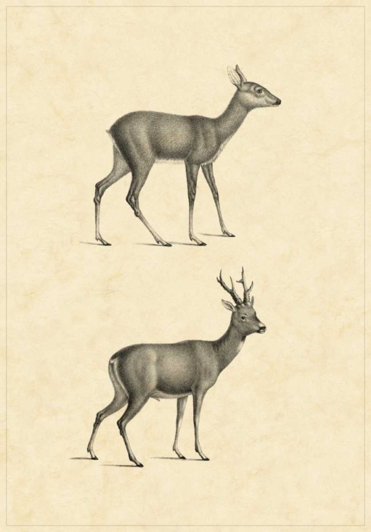 Picture of VINTAGE DEER I