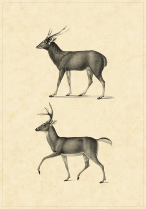 Picture of VINTAGE DEER II