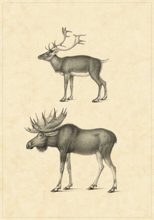 Picture of VINTAGE ELK