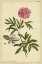 Picture of PEONY, PL. CXCIX