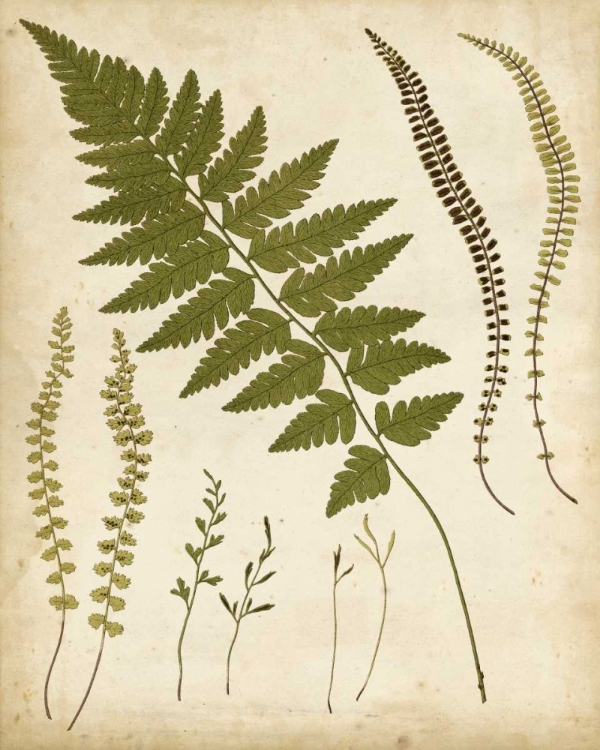 Picture of FERN PORTFOLIO II