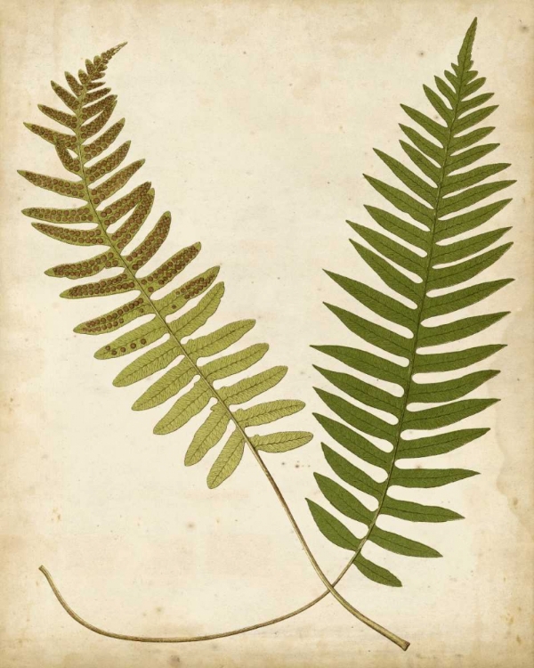 Picture of FERN PORTFOLIO III