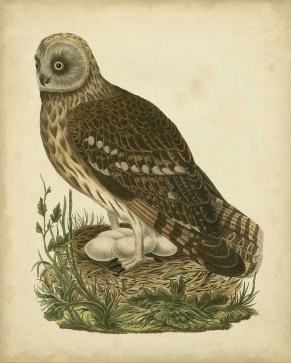 Picture of ANTIQUE NOZEMAN OWL I