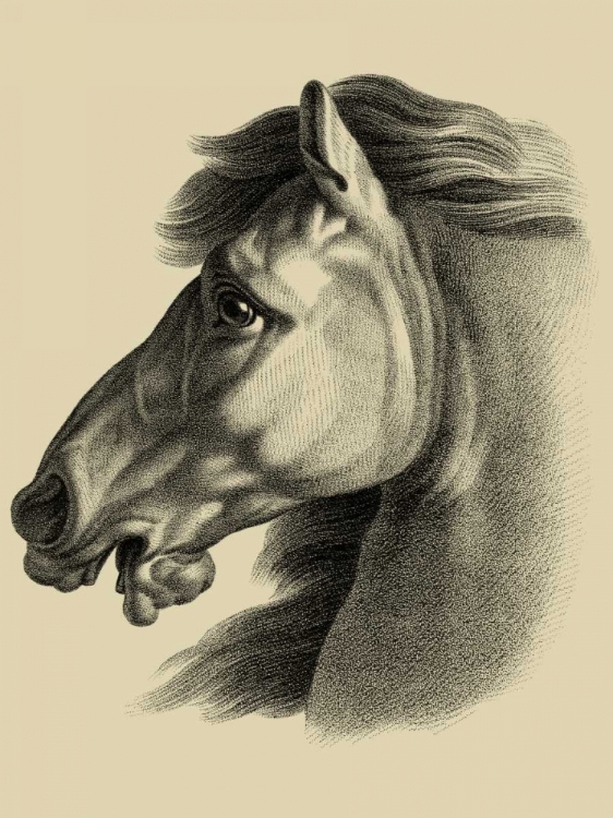 Picture of EQUESTRIAN PORTRAIT III