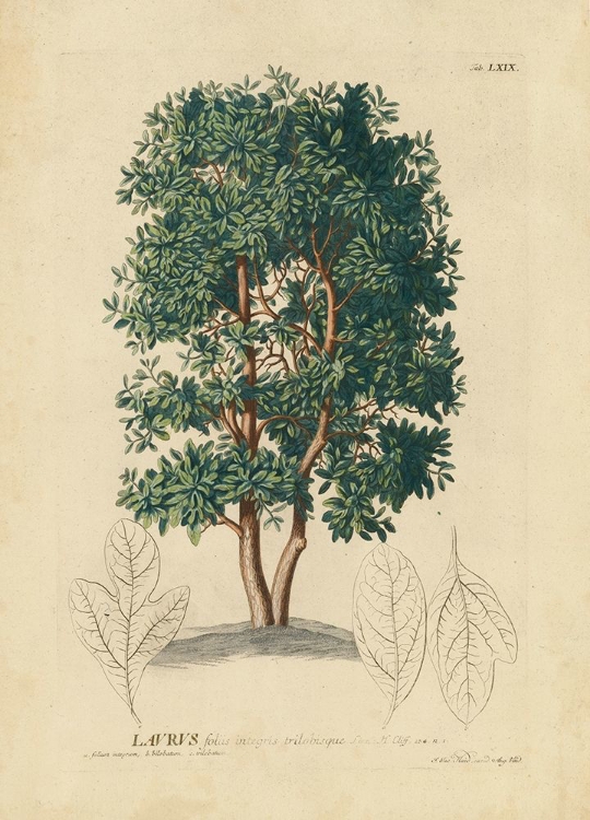 Picture of NON-EMBELLISHED LAUREL TREE