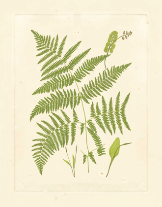 Picture of FERNS WITH PLATEMARK I