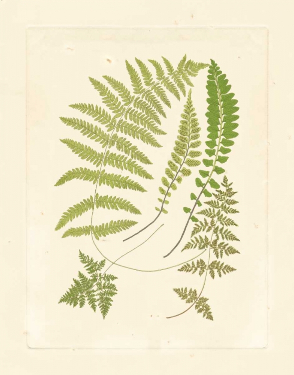 Picture of FERNS WITH PLATEMARK II