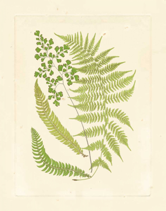 Picture of FERNS WITH PLATEMARK III