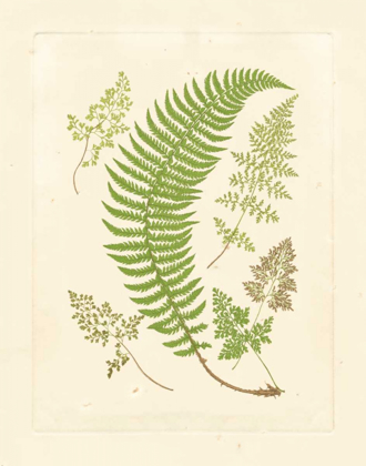 Picture of FERNS WITH PLATEMARK IV