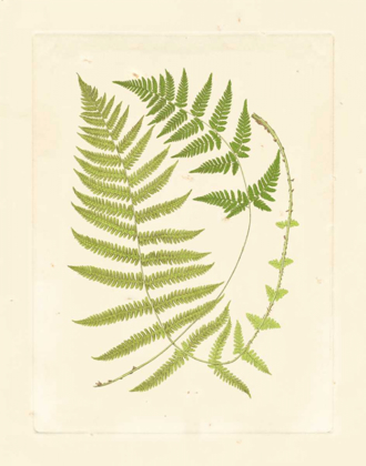 Picture of FERNS WITH PLATEMARK V