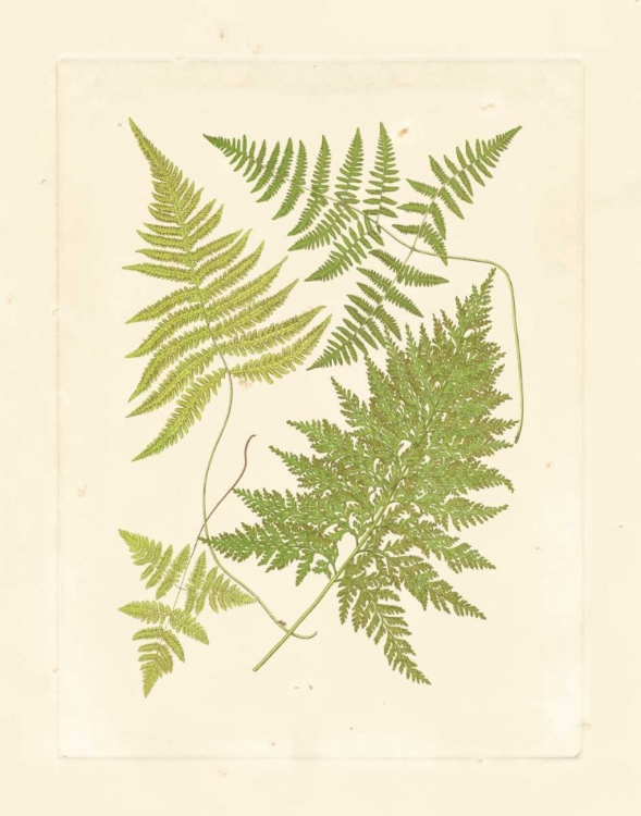 Picture of FERNS WITH PLATEMARK VI