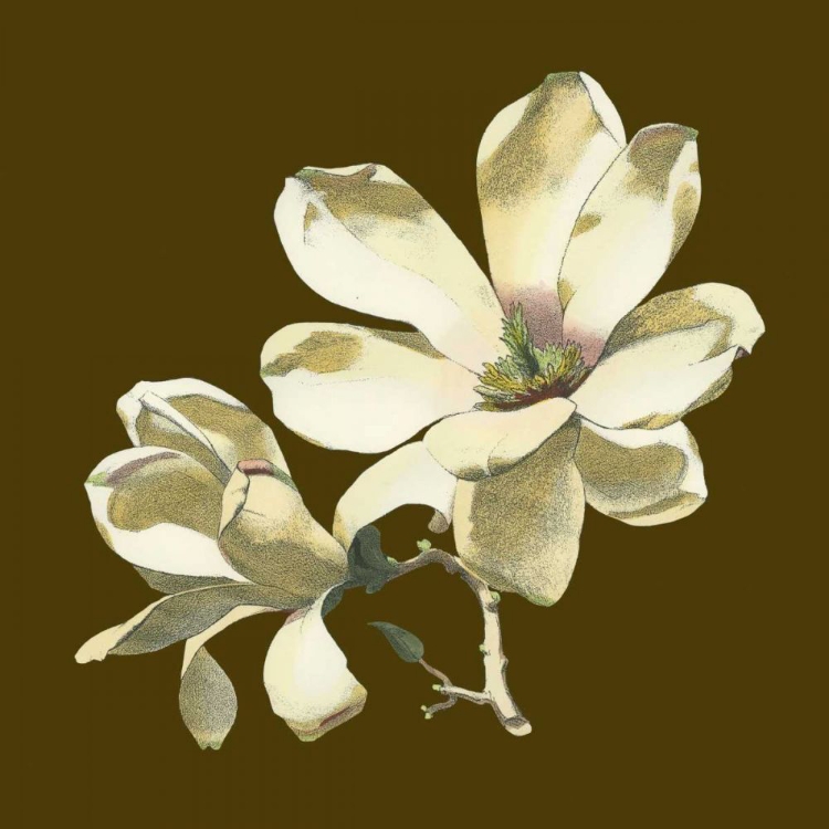 Picture of MAGNOLIA ON TAUPE I