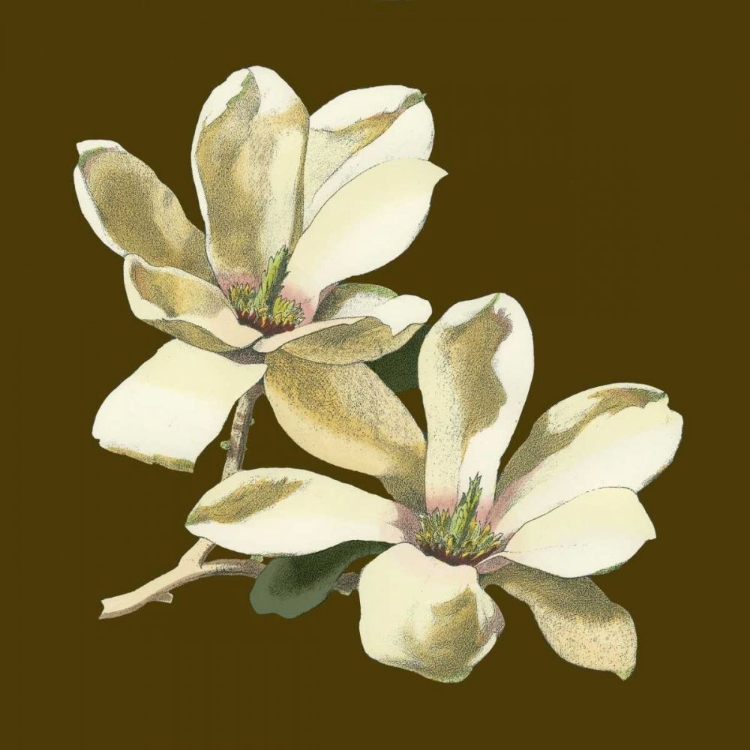 Picture of MAGNOLIA ON TAUPE II