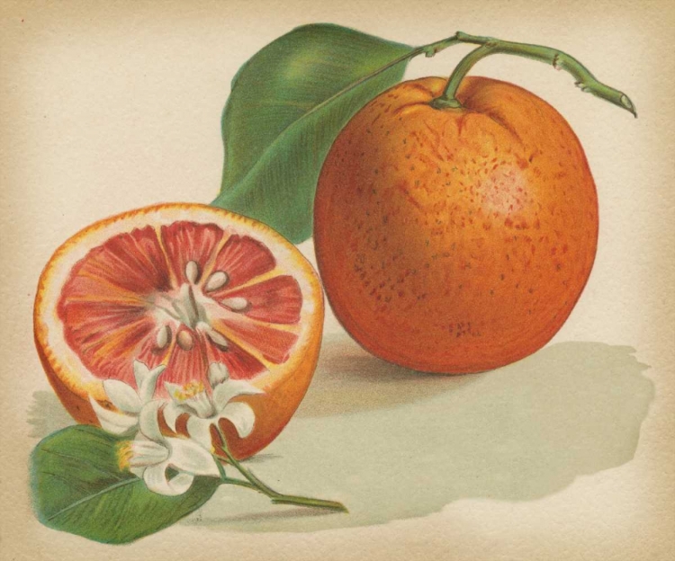 Picture of ORANGE STUDY I