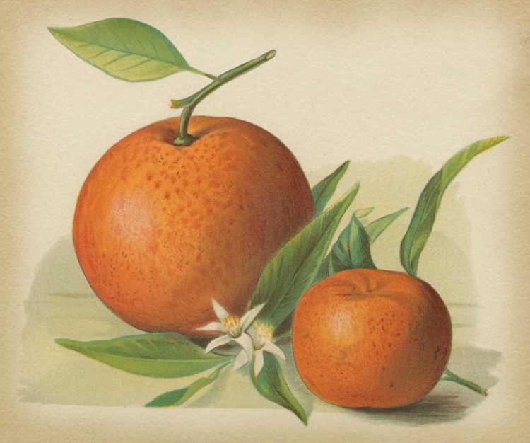 Picture of ORANGE STUDY II