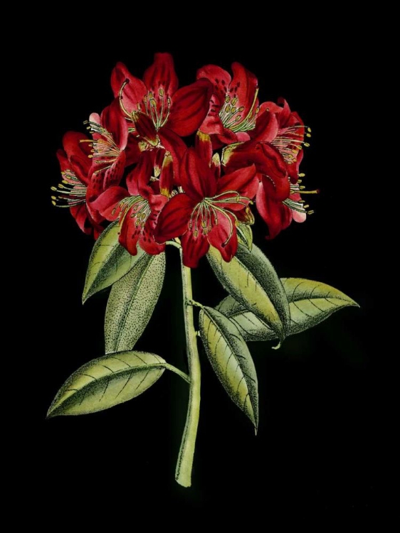 Picture of CRIMSON FLOWERS ON BLACK II