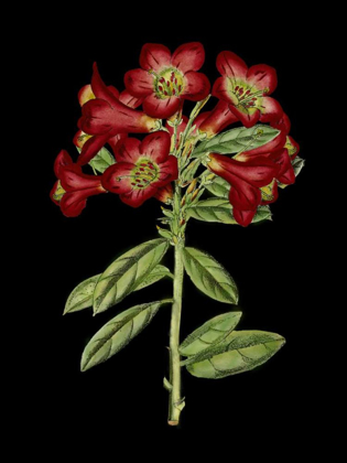 Picture of CRIMSON FLOWERS ON BLACK IV