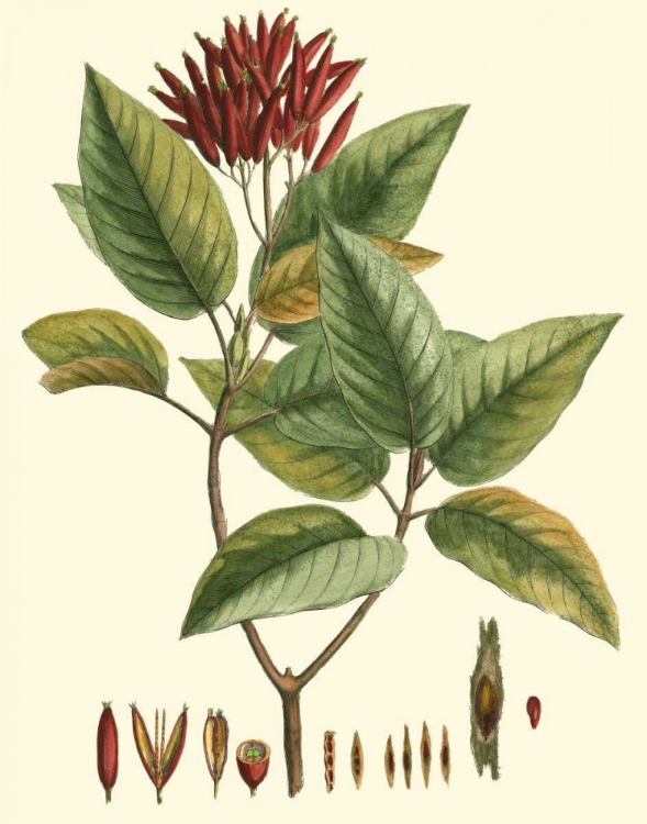 Picture of CRIMSON BOTANICAL IV