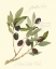 Picture of GAETA OLIVES