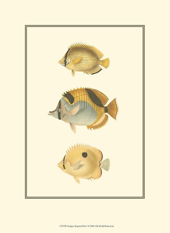 Picture of ANTIQUE TROPICAL FISH I