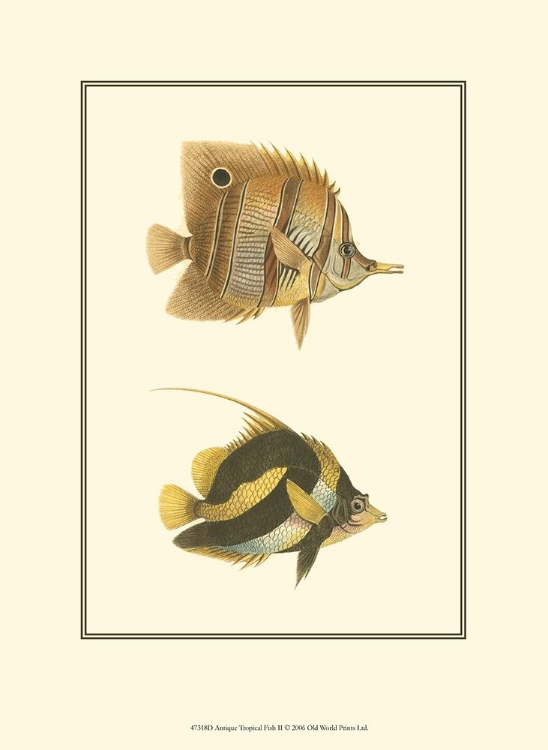 Picture of ANTIQUE TROPICAL FISH II