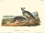 Picture of CALIFORNIA PARTRIDGE