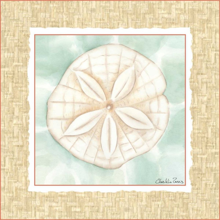 Picture of OCEAN SANDDOLLAR