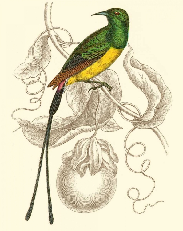 Picture of JARDINE HUMMINGBIRD I