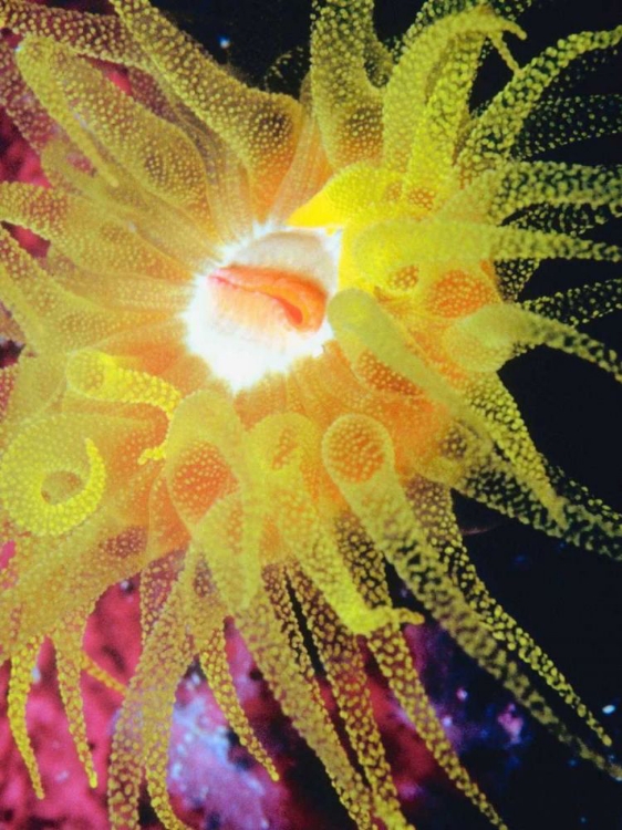 Picture of GRAPHIC SEA ANEMONE II