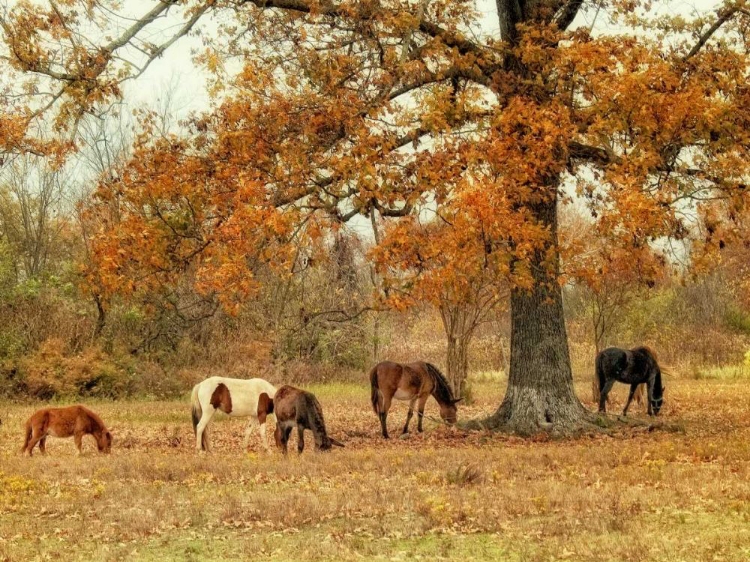 Picture of CALMLY GRAZING