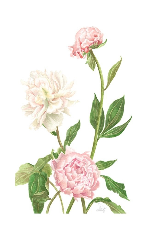 Picture of PEONY I