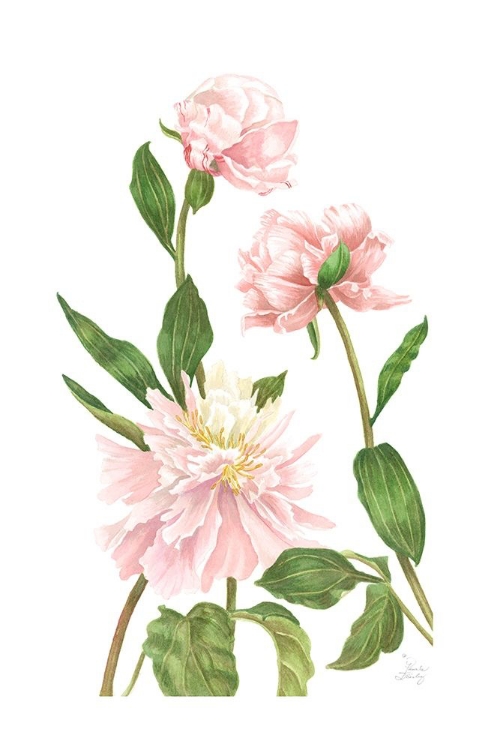 Picture of PEONY III