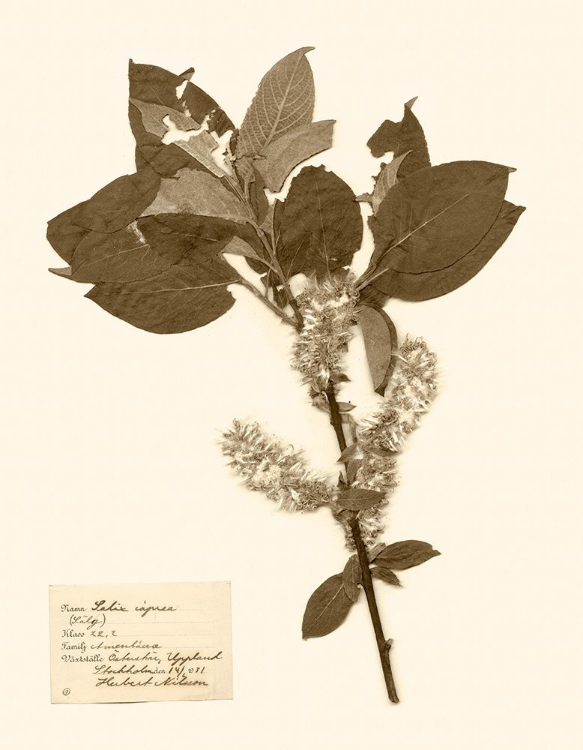 Picture of PRESSED FLOWER STUDY I