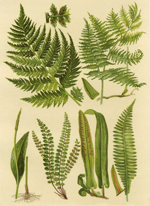 Picture of FERN COLLECTION I